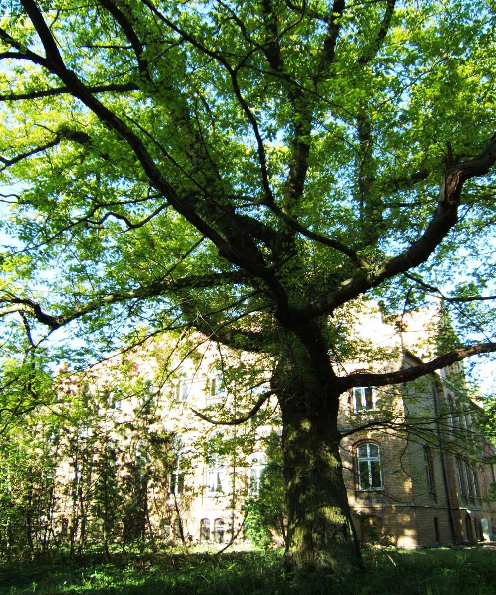 Parkbaum hinterm Schloss