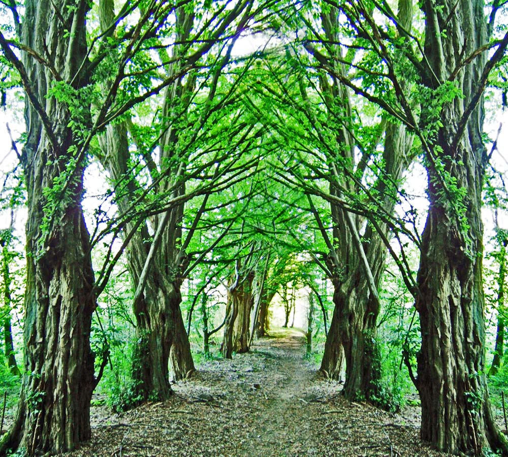 uralte Eichen und Buchen im Schlosspark